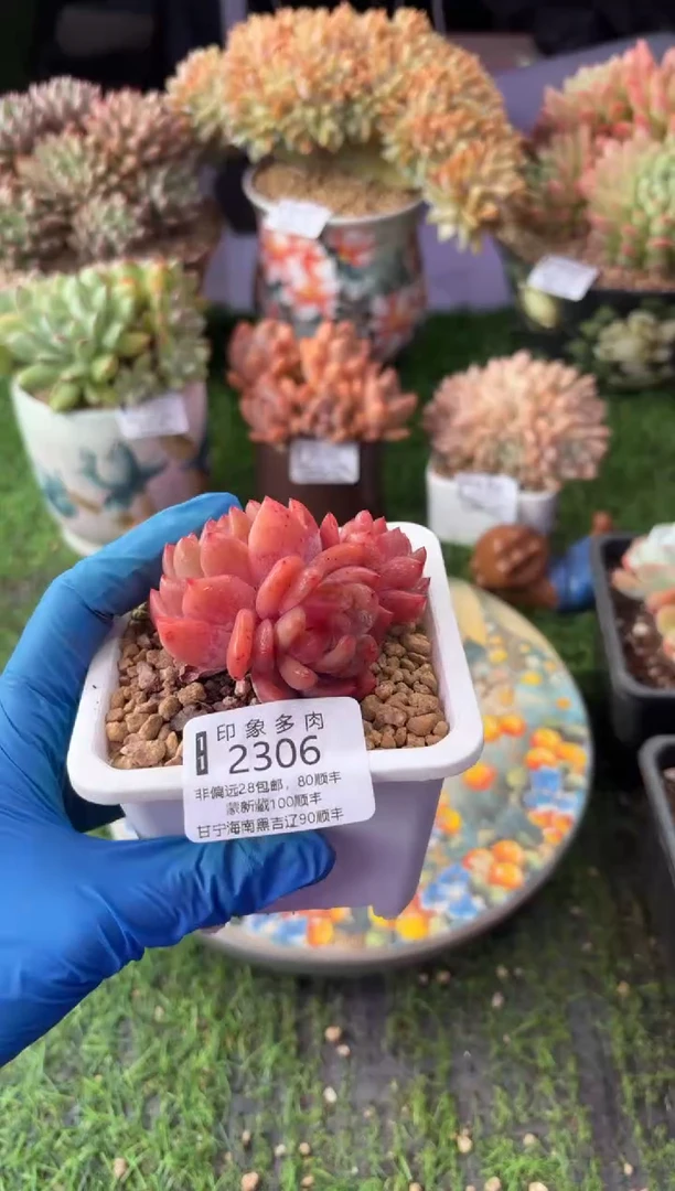 昆明印象多肉2306