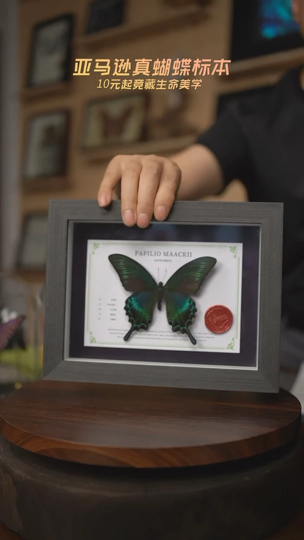 有机玻璃绿带翠凤蝶