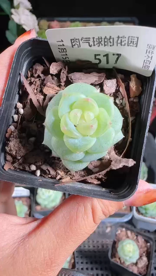 1115-517灵雨群生不包整