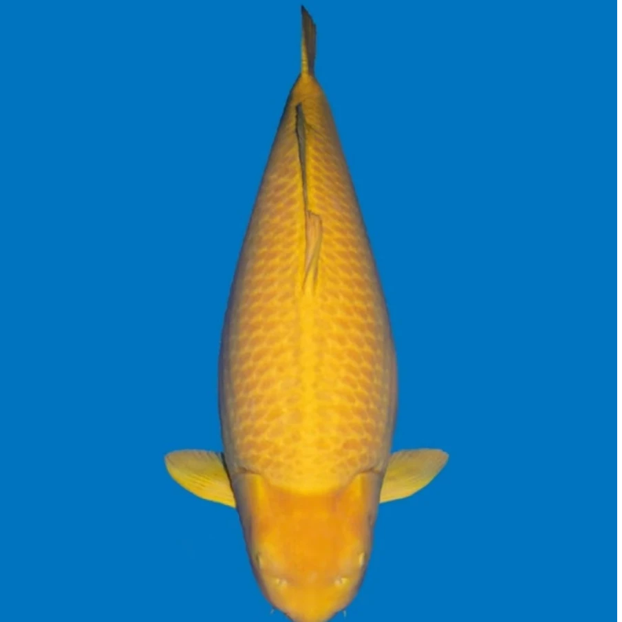 新粉送！！！大日黄猿介子10-20公分锦鲤