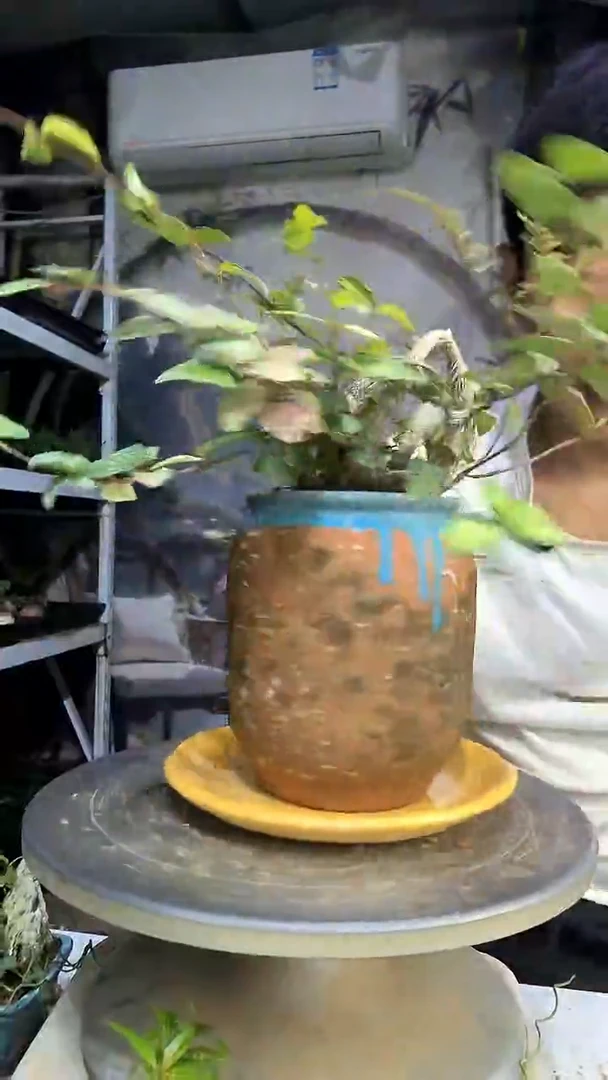 游*游中青园艺一物一拍65