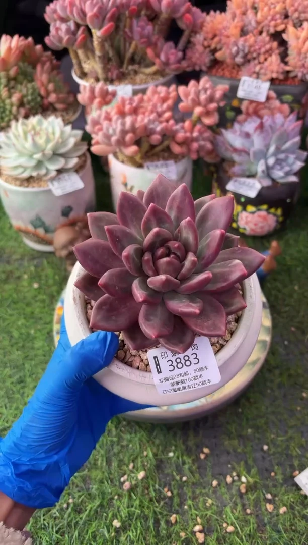 昆明印象多肉3883