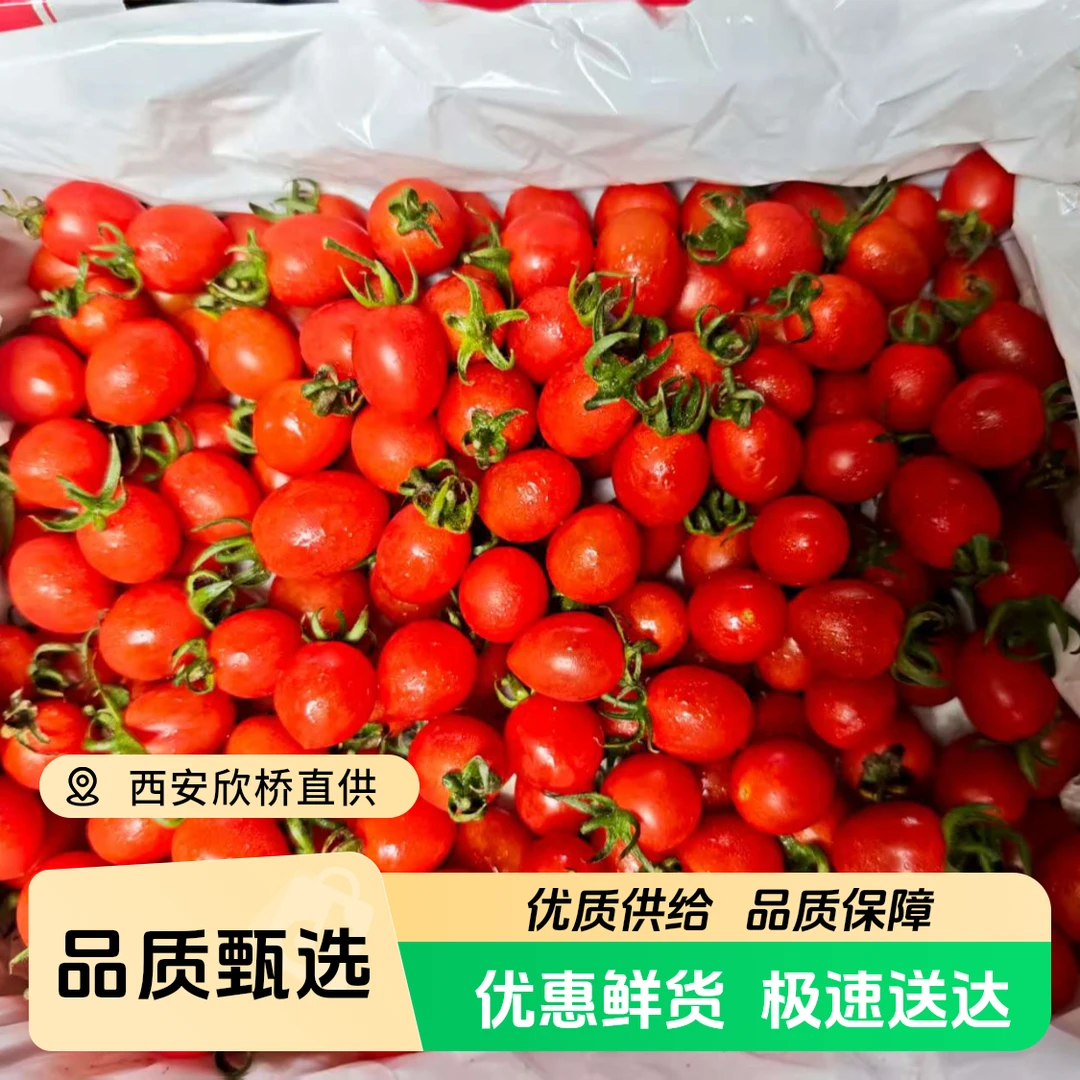 釜山88小番茄,爆浆甜2斤装海南省