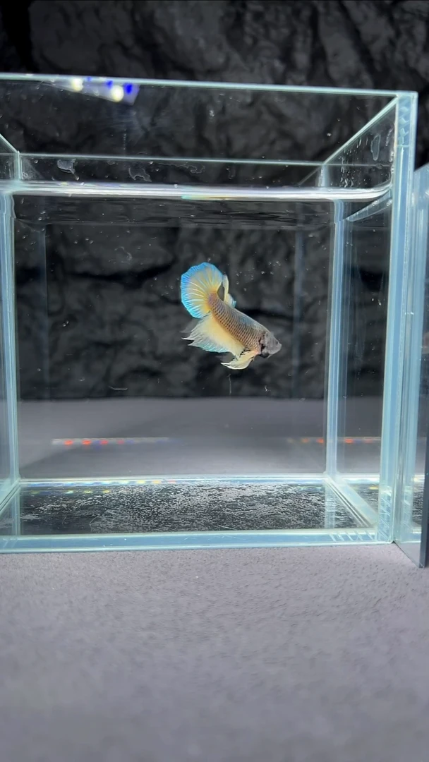 斗鱼竞拍链接S045