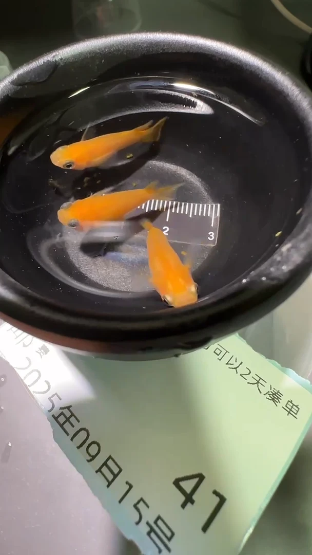 青鳉鱼观背青鳉观背青鳉41
