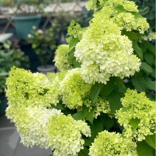 【带花石灰灯】木绣球盆栽庭院阳台植物可地栽新手易养护四季种植