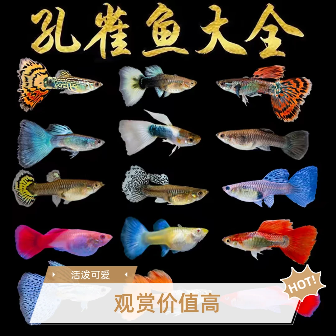 【新手套餐】10条纯种孔雀鱼5个品种容易繁殖孔雀鱼新手小白好养活