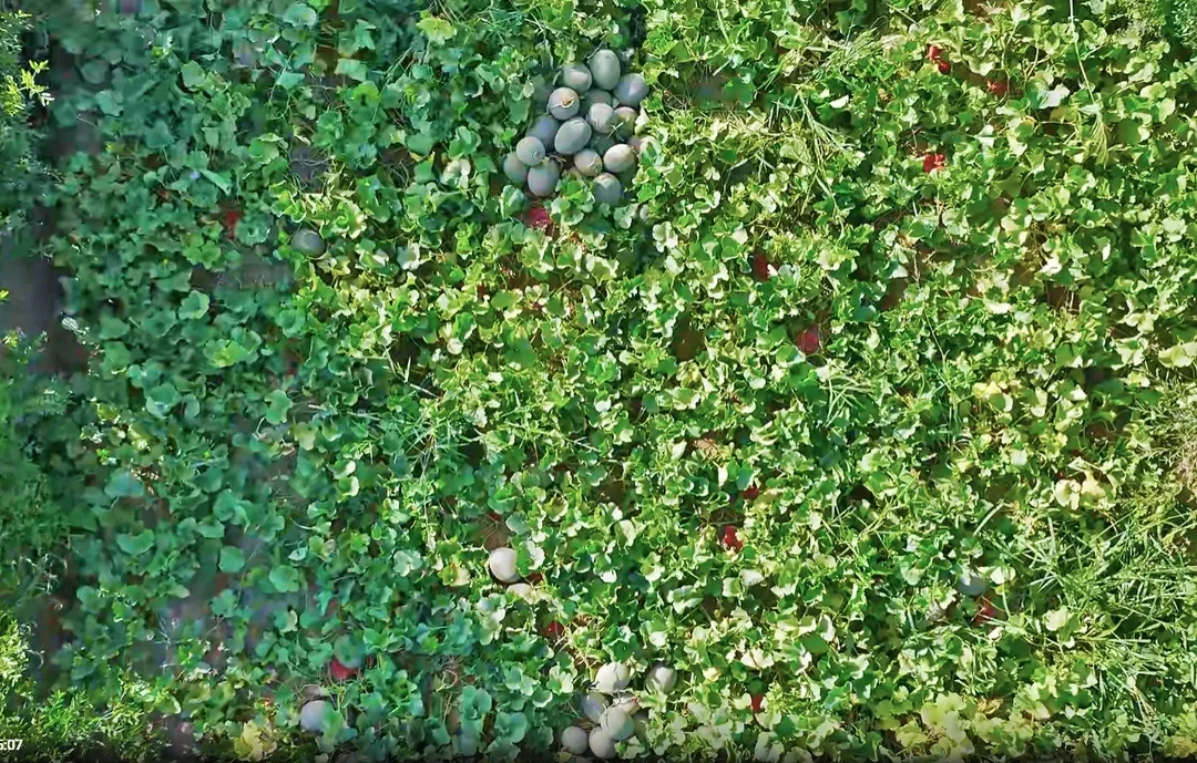 哈密瓜西瓜甜瓜香瓜大中小号托盘种植育苗盆栽加厚型农用工厂直销