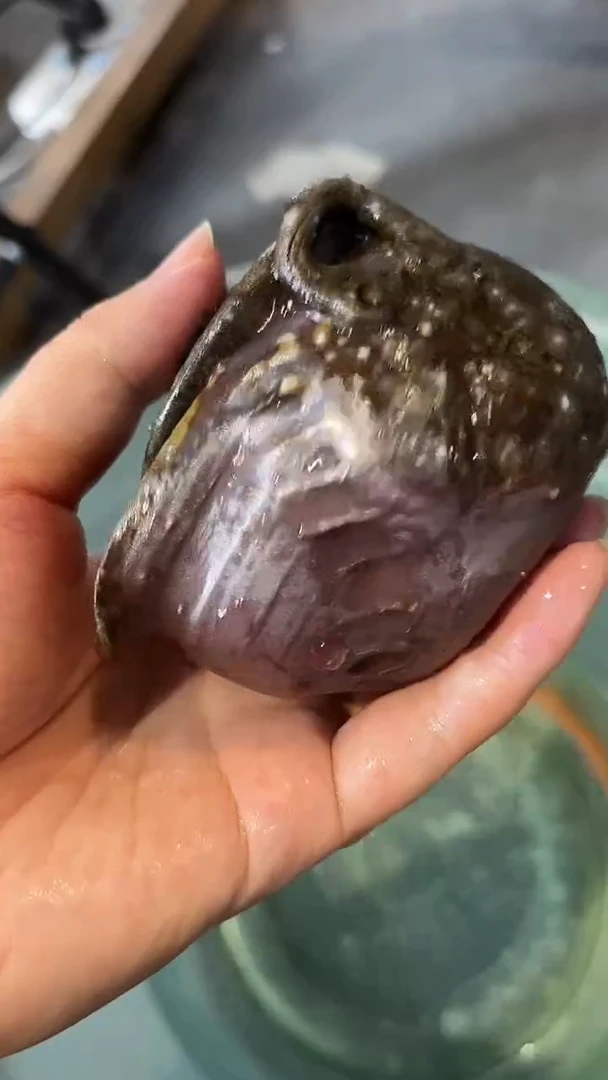 壶927号容量110-120ML陶泥