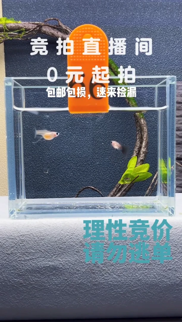 孔雀鱼超透大C一对编号66