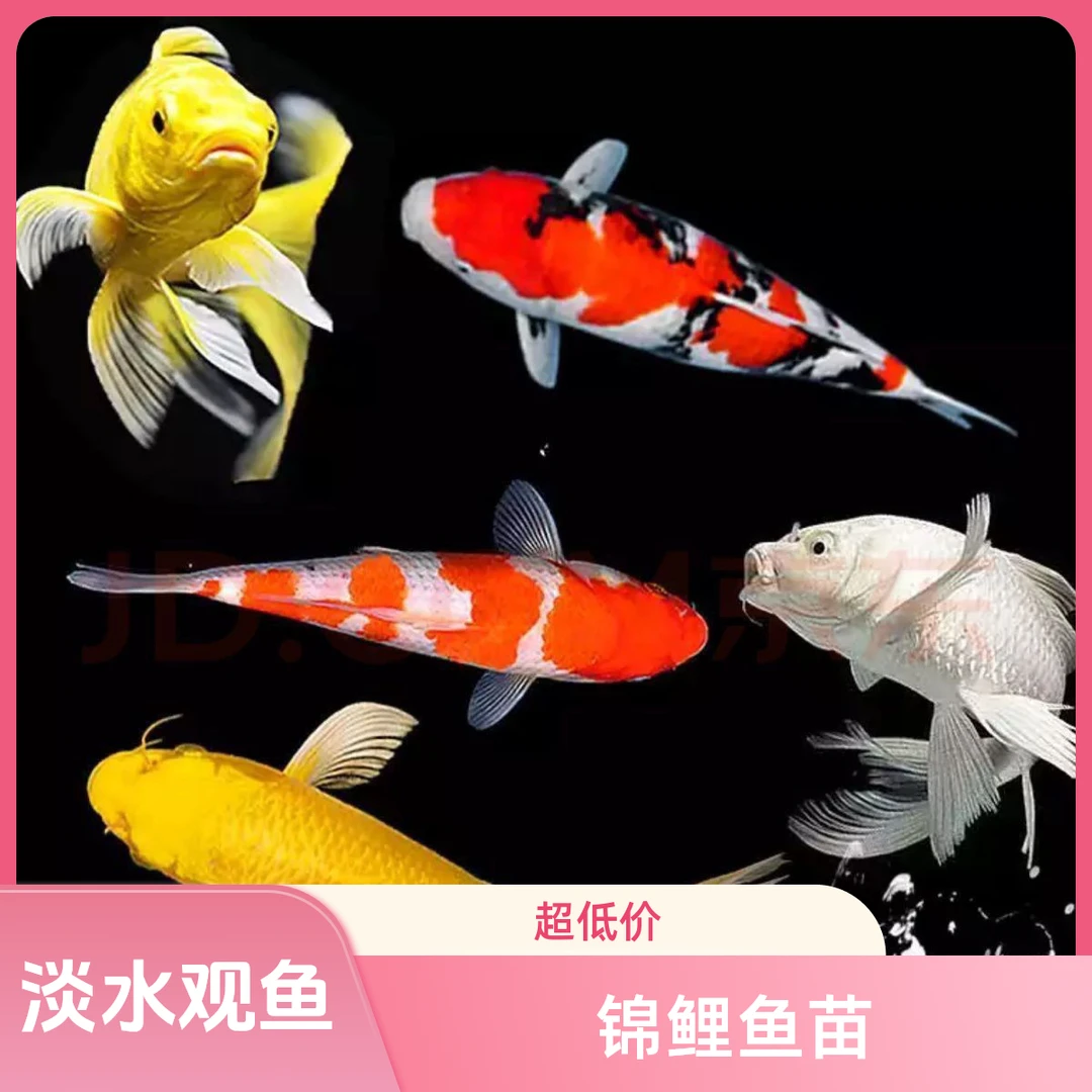 1-100渔场直销红白三色黑黄白锦鲤