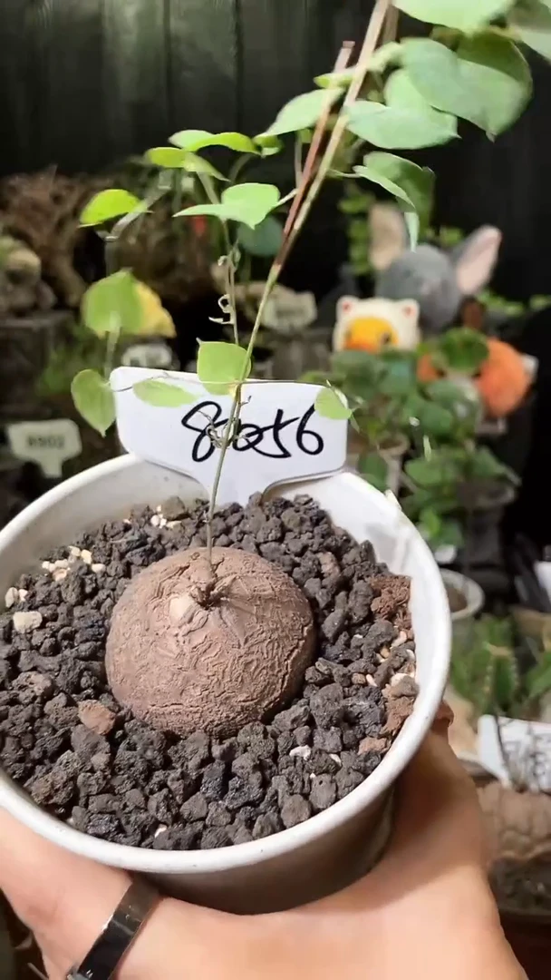 8056号1028甄选单颗南非龟甲龙