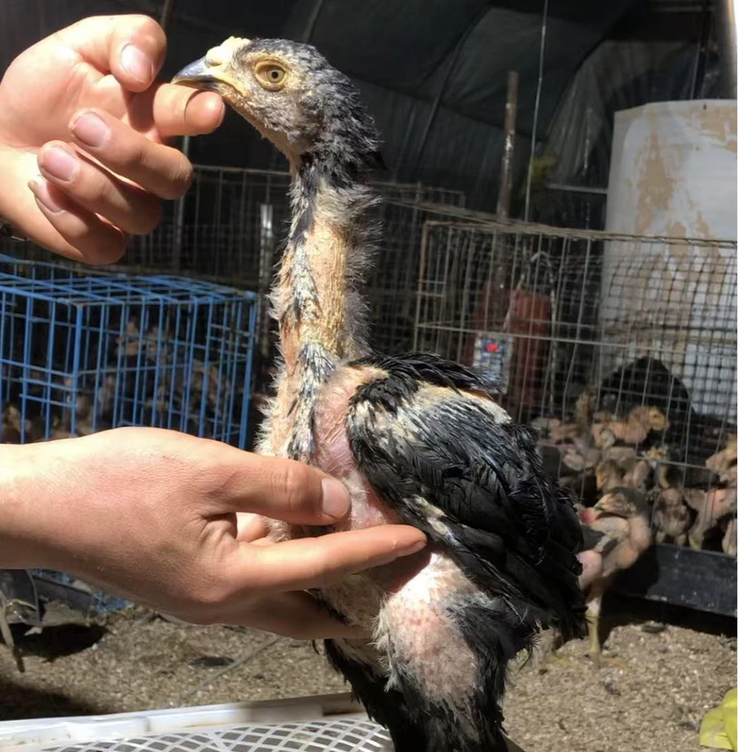 战逍遥 独麟怪脚精品罕见 暴麟