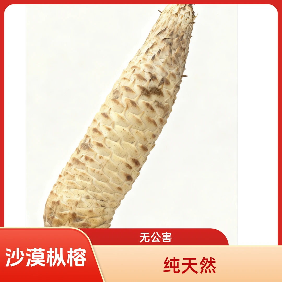 新疆沙漠人工种植鲜肉枞榕可用于泡水炖汤的初级农产品