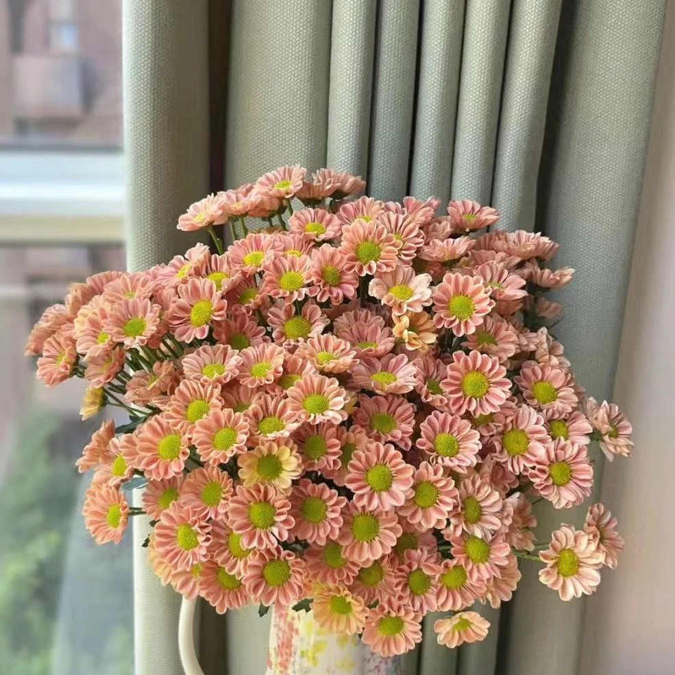 玲珑小菊花盆栽颜值高花期长耐晒庭院阳台新手易养护