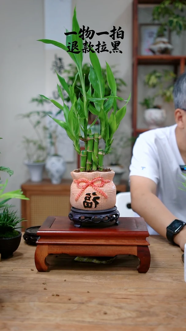 完全开放小*莉富贵竹421