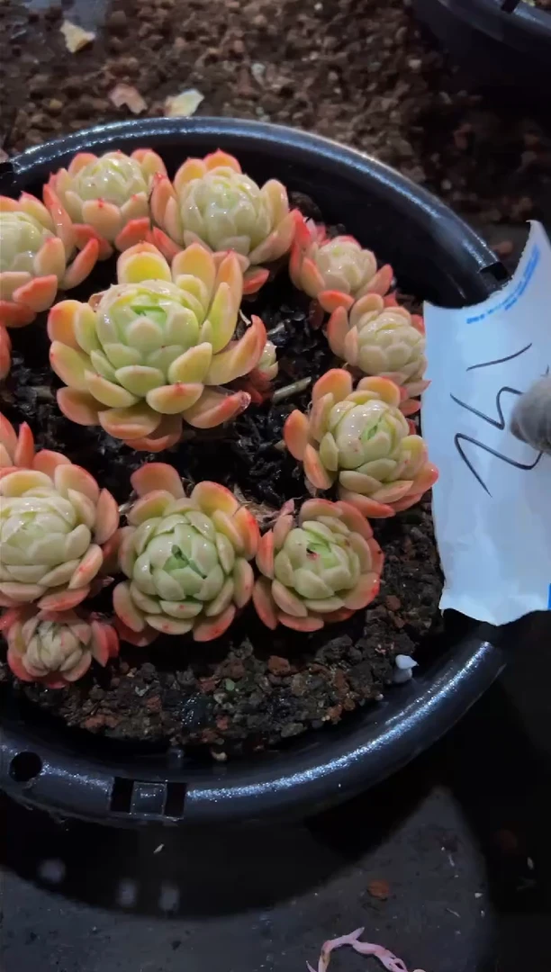 【闪购商品】132一物一拍