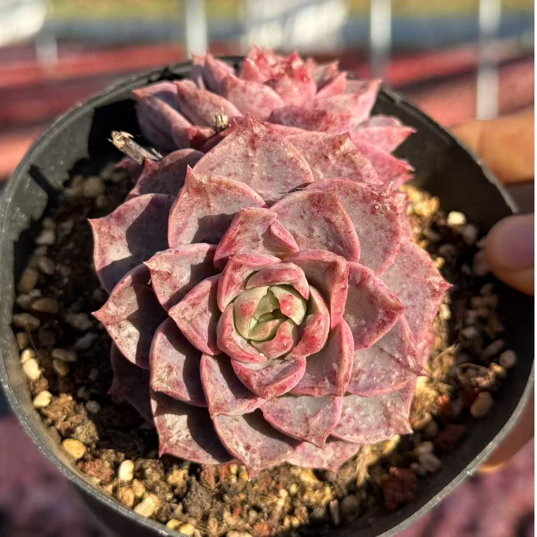 10#玥莹多肉植物     前男友精品多肉