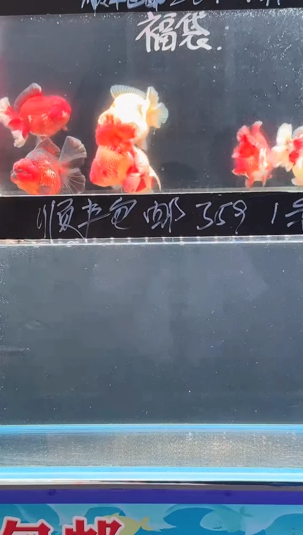 海水鱼咸**身140包邮齐腮红