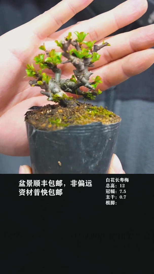 【闪购商品】-白花长寿梅y9