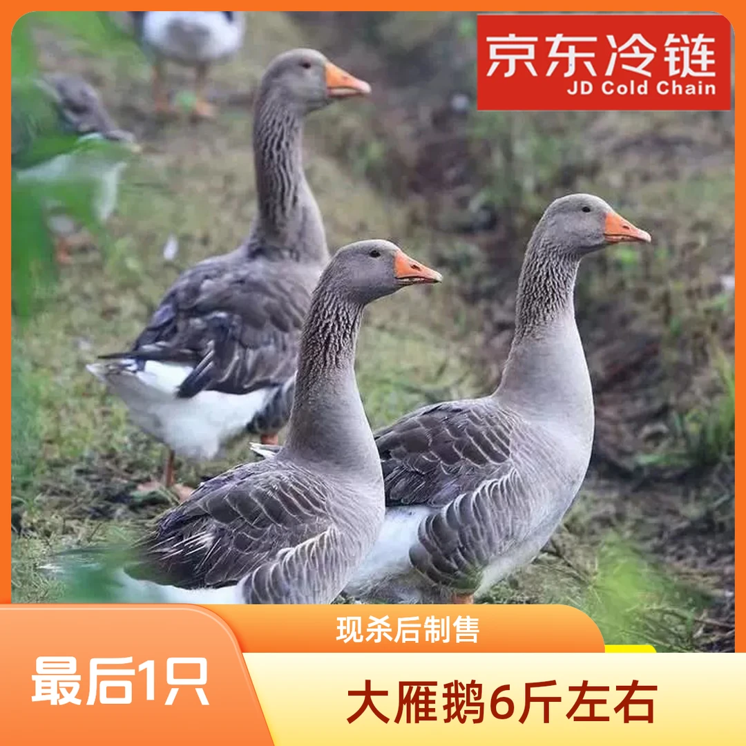 【京东冷链】大雁鹅1只毛重6斤带翅膀腿除舌头珍宰杀后4-5斤