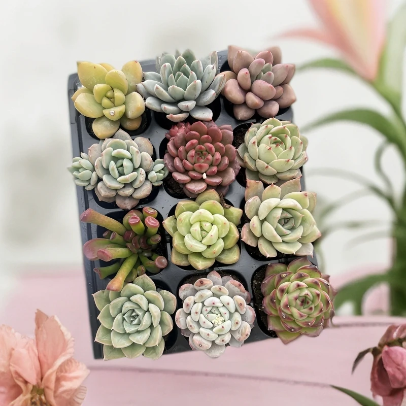 12颗多肉带穴盘随机不重复种好栽好带盆带土多肉懒人肉肉