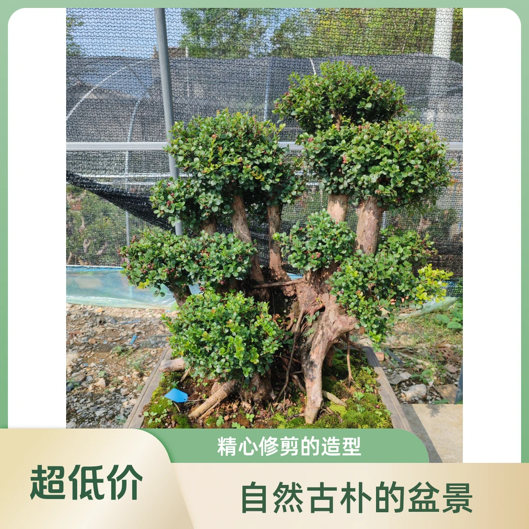 原声山采紫薇.赤楠老桩