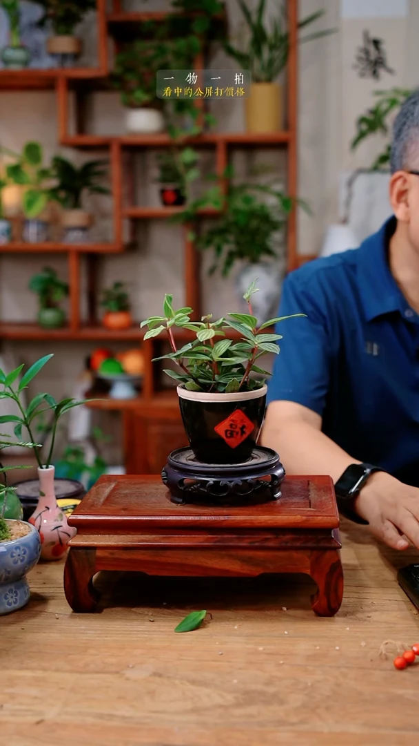 不开花植物娜*豆瓣绿691