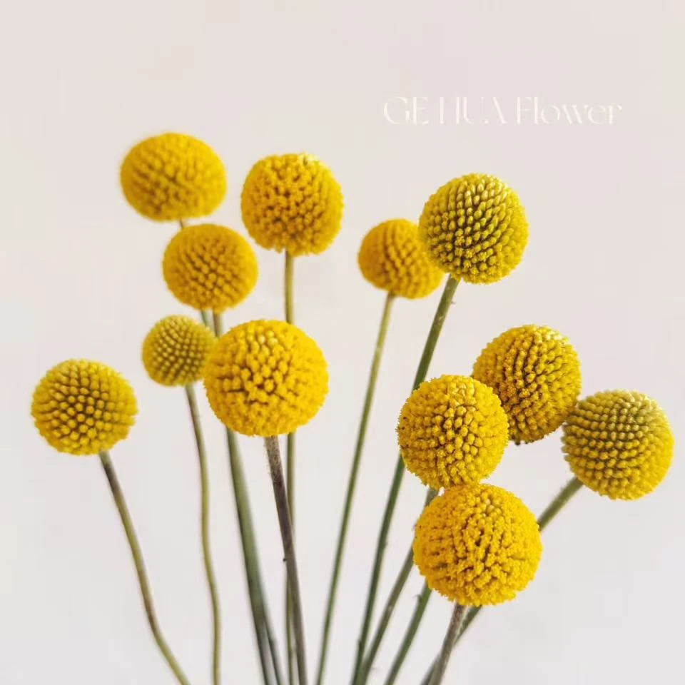 黄金球鲜花真花云南基地直发可做干花花束顺丰