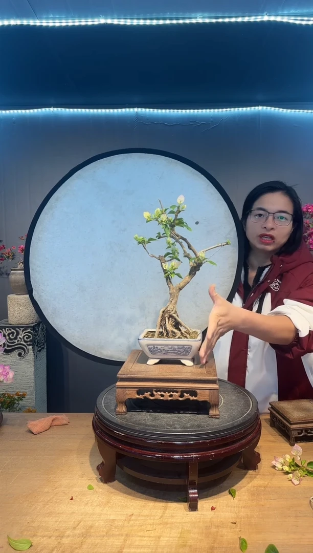 【闪购商品】沐沐   绿樱