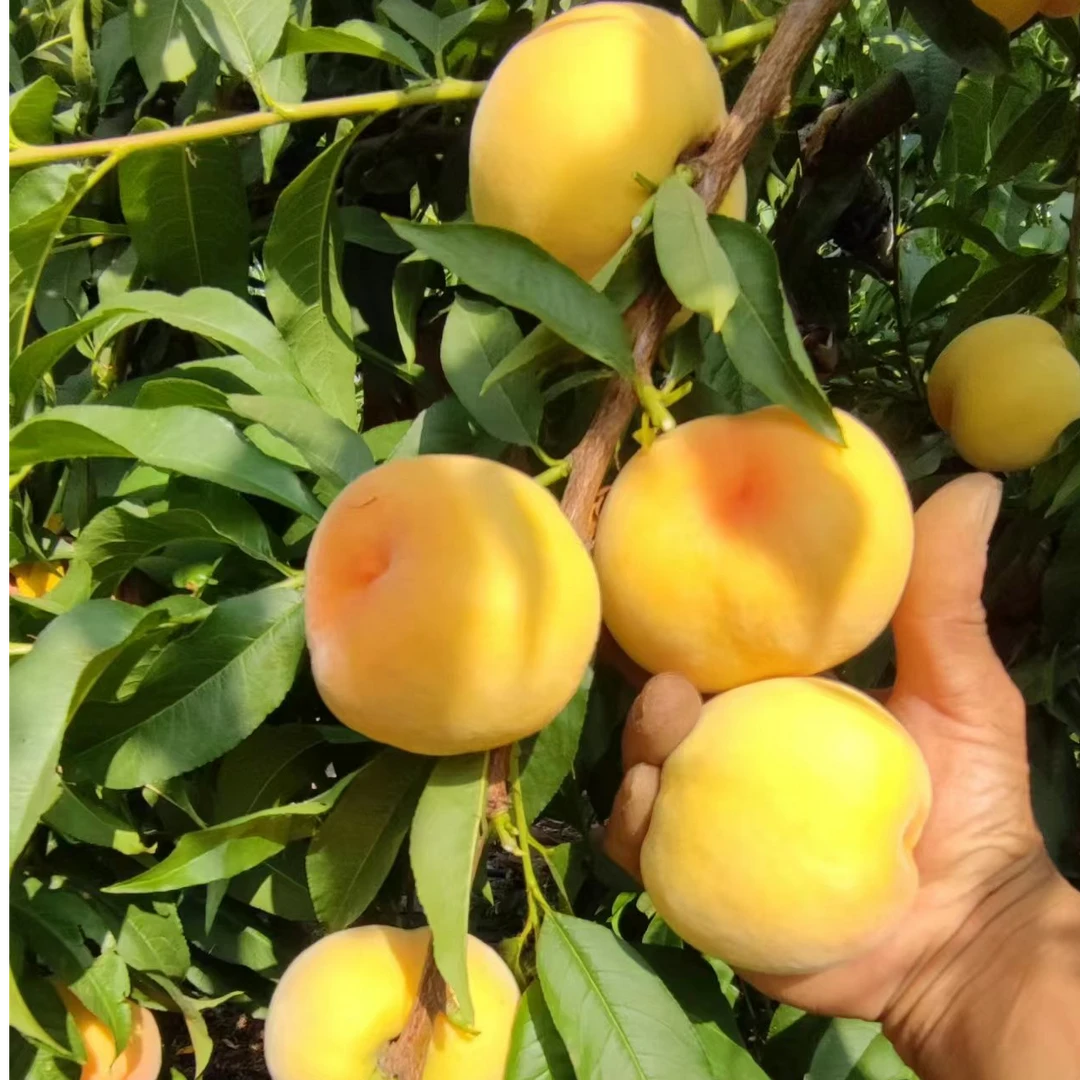 中桃抗芽4号黄桃抗芽虫