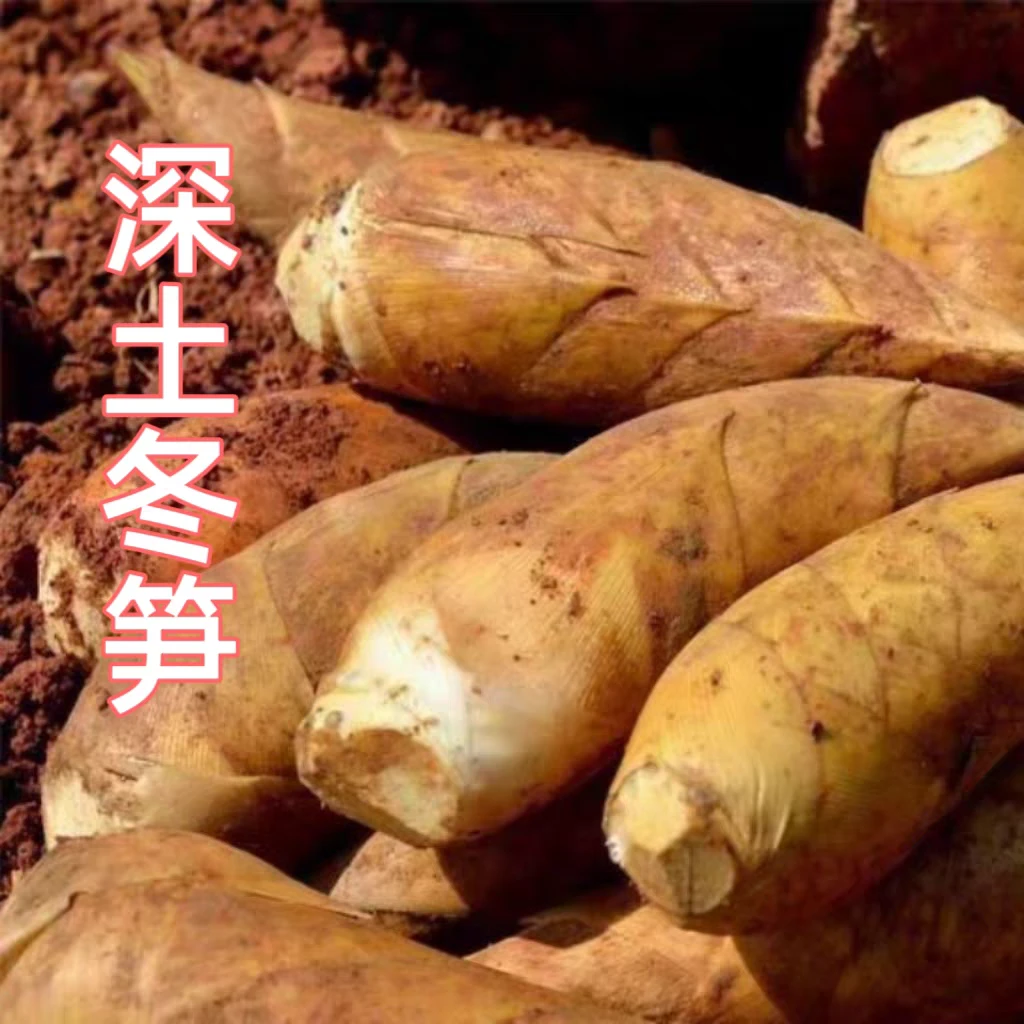 新鲜冬笋深山自然生长口感鲜嫩应季蔬菜