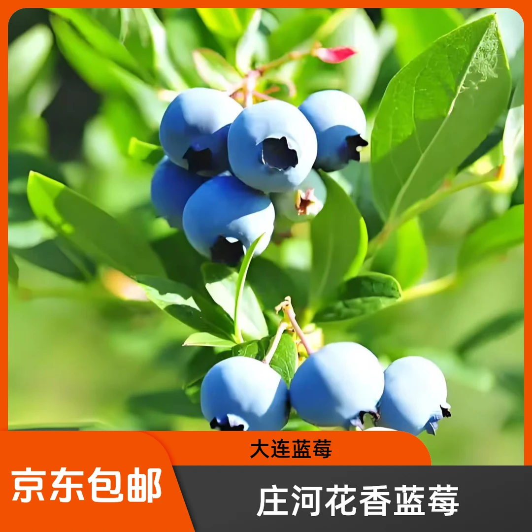 大连庄河现摘蓝莓 庄河花香蓝莓 京东包邮