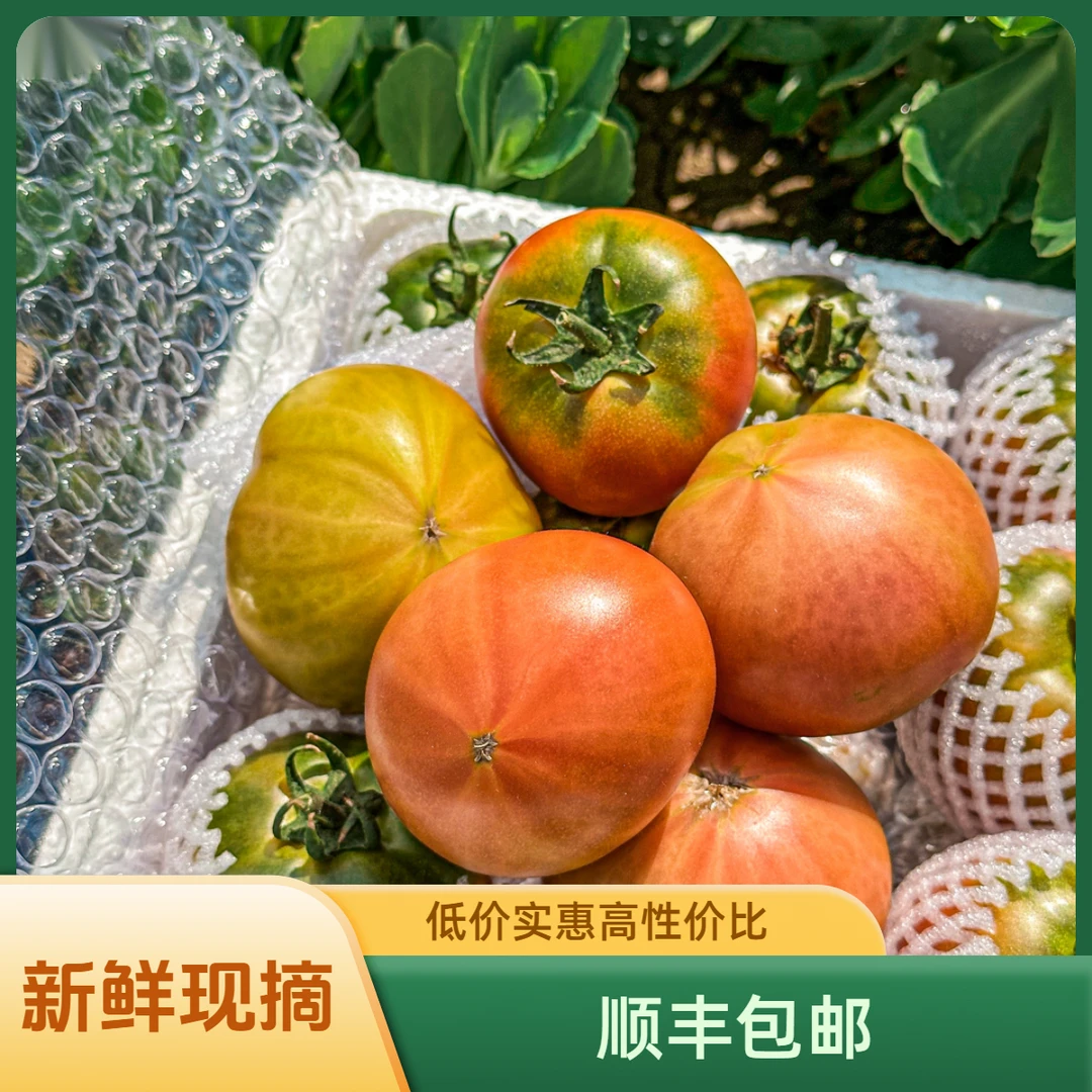 {铭福堂}盘锦碱地柿子铁皮西红柿草莓番茄盘锦正宗铁皮柿子自然熟