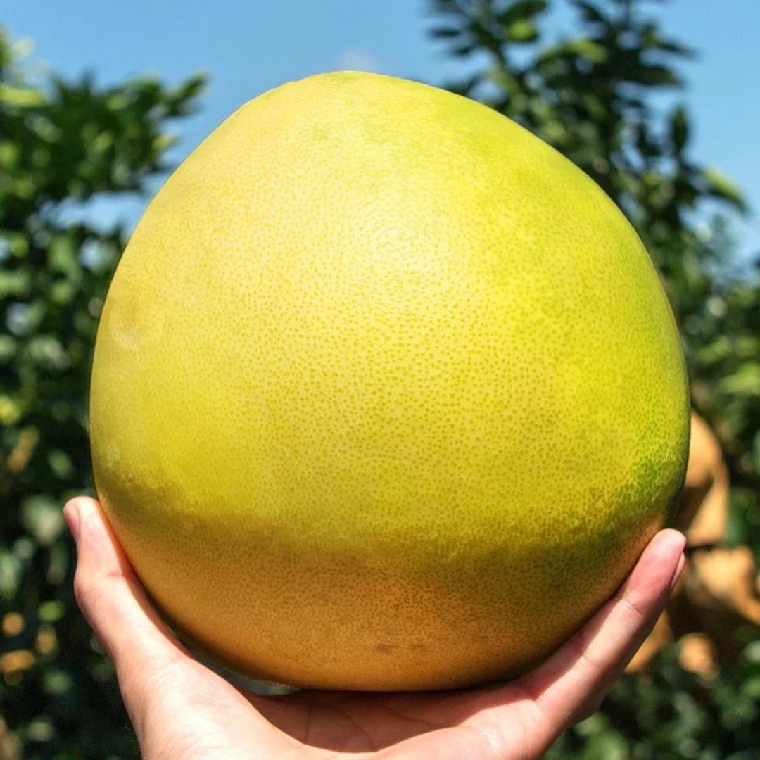 ［助农专场］湖北大山农户自种红心蜜柚新鲜薄皮爆汁应季甜水果