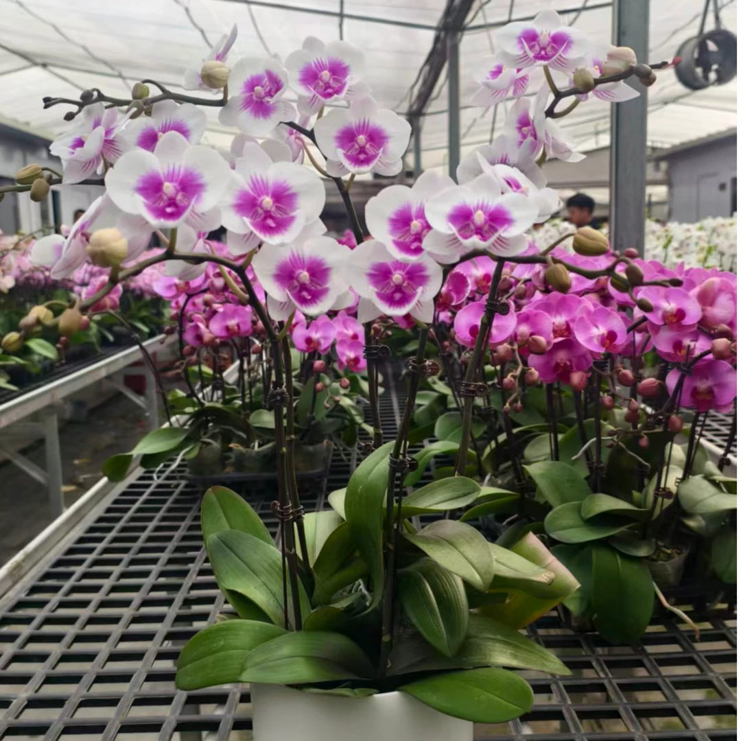A16【凤凰鸟-4花剑带陶瓷盆】蝴蝶兰带花苞基地直发.年宵花.花期长