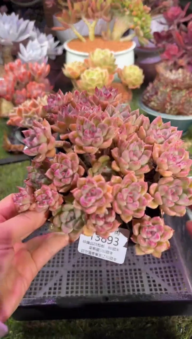 【闪购商品】13893