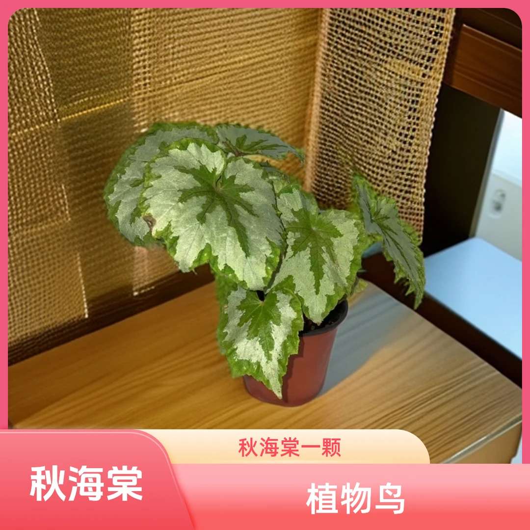 植物鸟 秋海棠 一颗包邮无售后 完美主义者勿拍