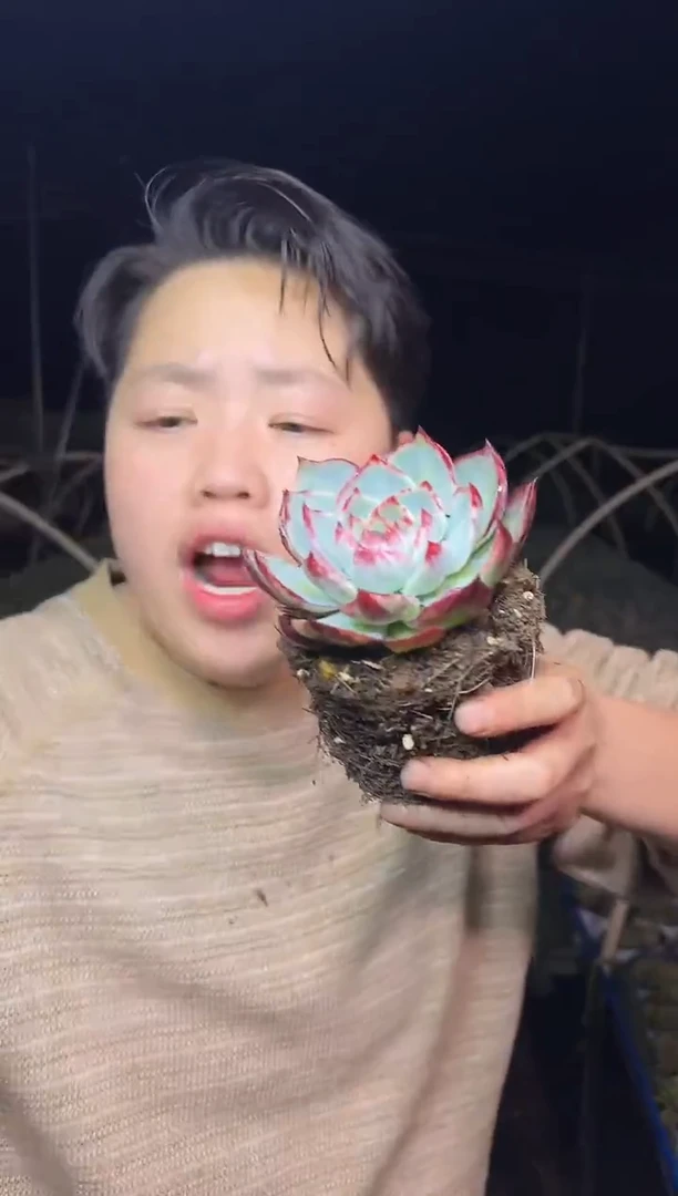 露养区惊鸿（挑宽叶拉丝）4.99