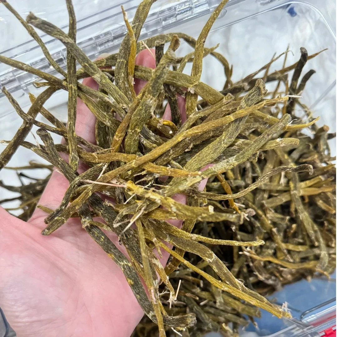 【幸子精选】靓靓    珍虫石斛