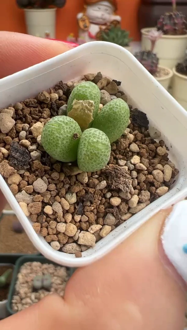 14。。。。。。。，。。。。。。。