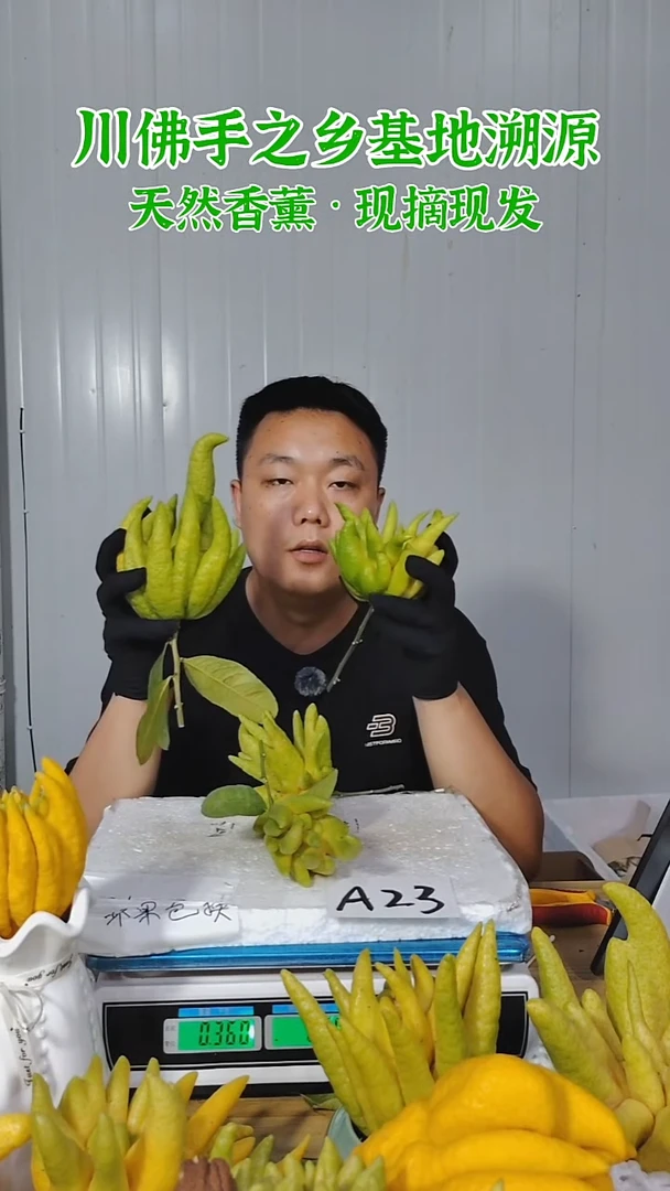 柑橘一物一拍  高山川佛手柑鲜果A23（断枝不售后）