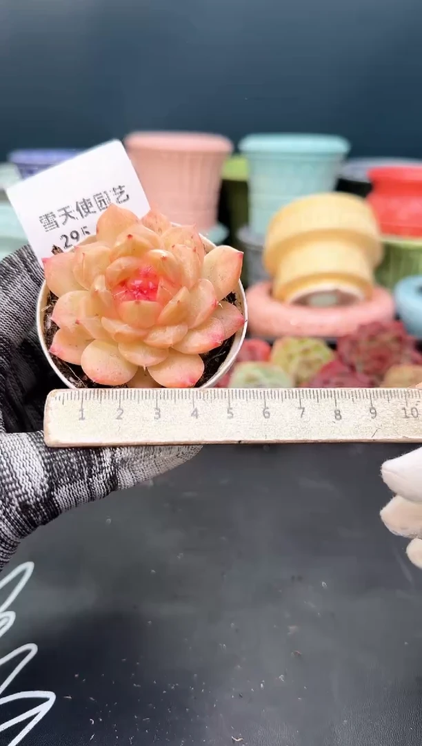 2  95 青山 （冠幅 5.5 cm）