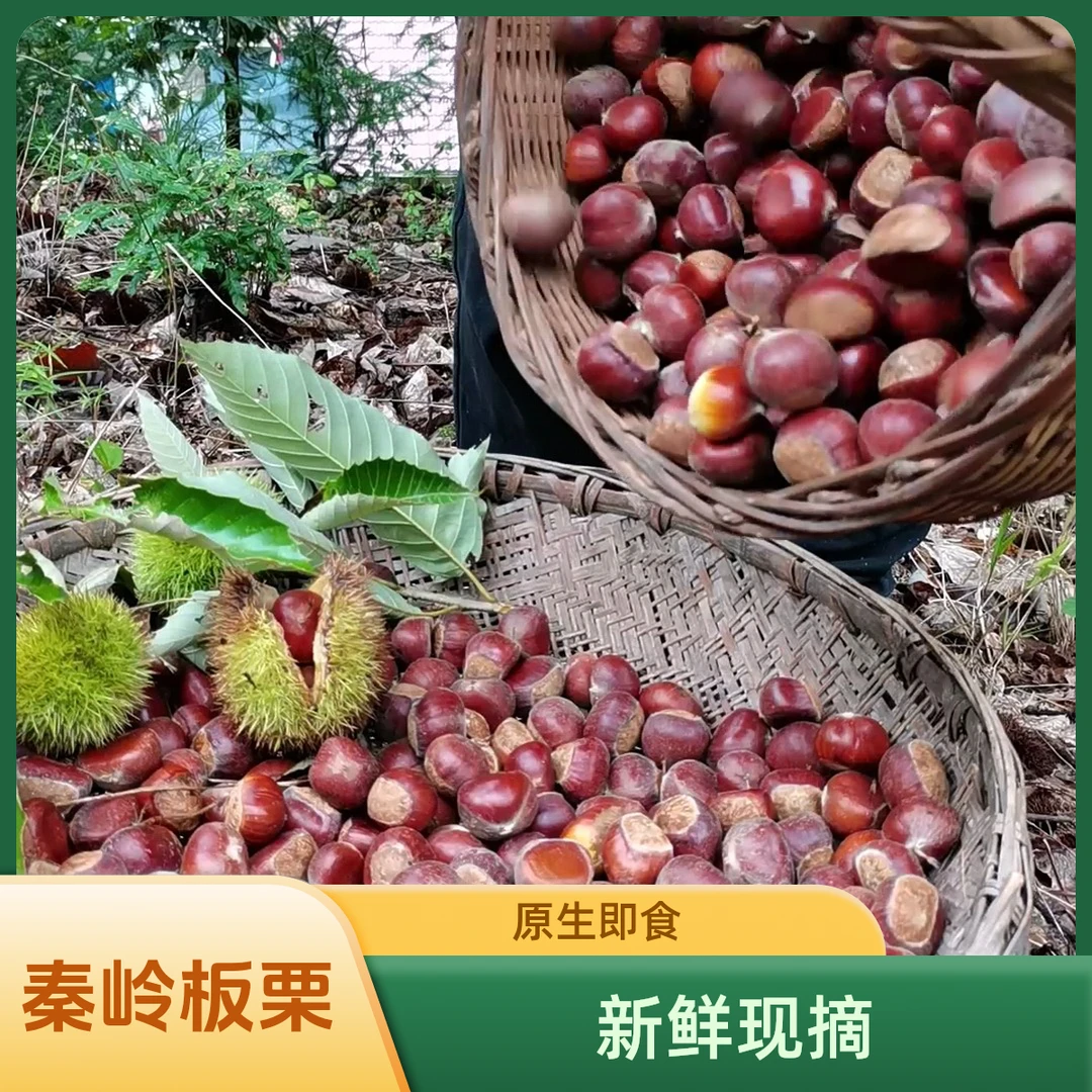 2025秦岭新鲜老品种老树板栗镇安大剥壳不费力生新鲜栗子