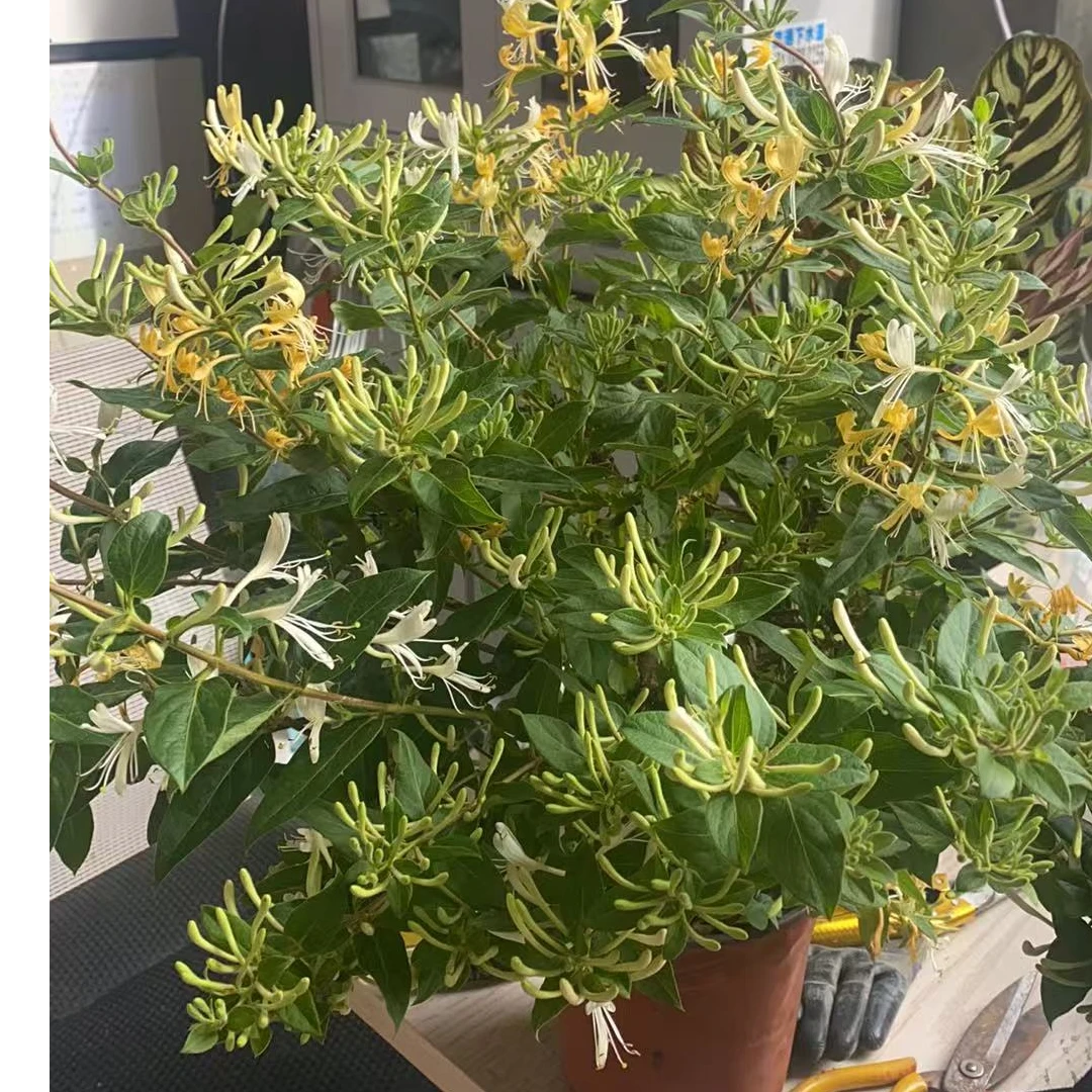 红色金银花盆栽四季开花带香味可泡茶南北方均可种只发西藏