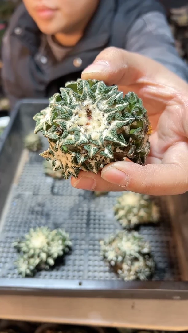 【闪购商品】苗接黑牡丹群无根6.8公分