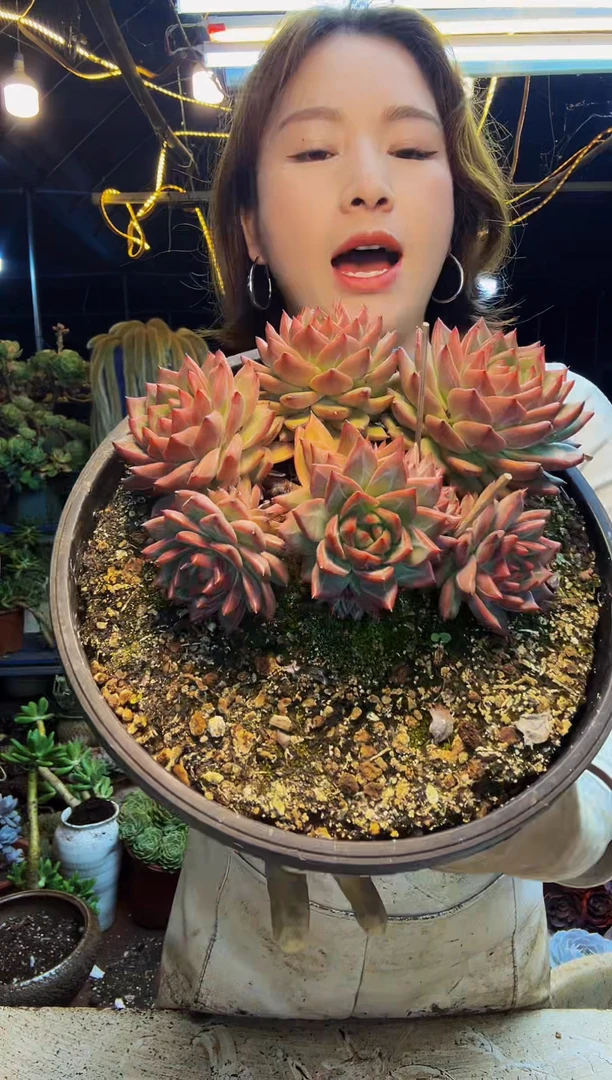 红鸾杂老桩一物一拍脱土包邮