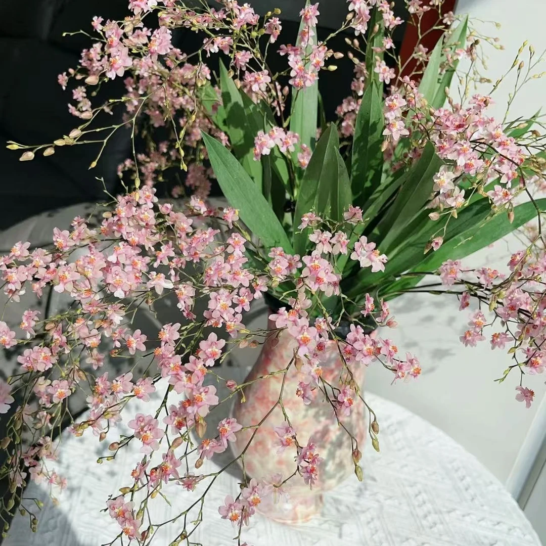 【梦香兰光宗】7-10花剑室内盆栽花卉绿植桌面好养