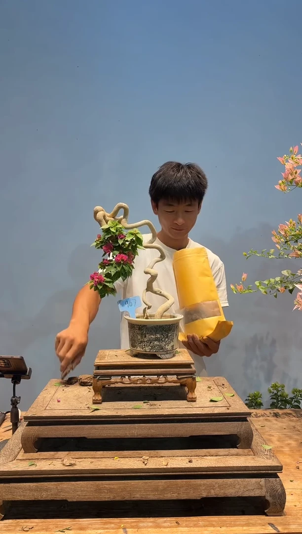 无花朵aa三角梅专场一物一拍67