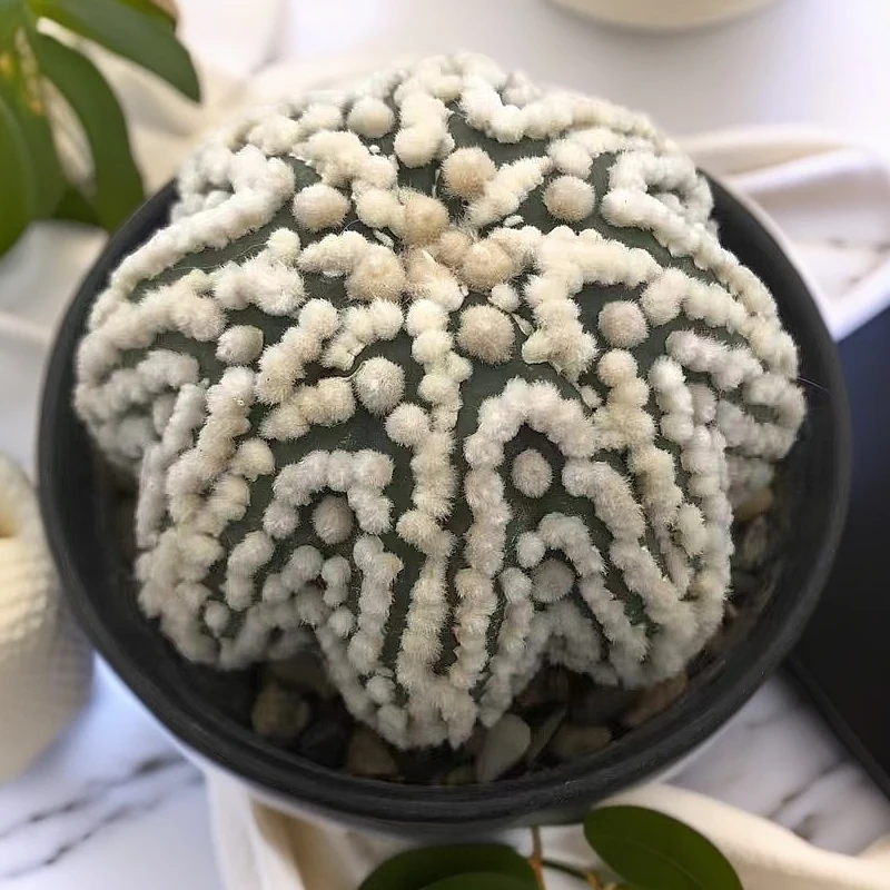 仙人球一物一拍链接精选实生品种多植物盆栽阳台老桩根系耐旱好养